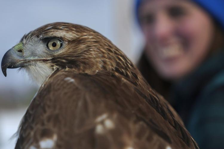 Midwest winters are changing. So is the ancient sport of falconry
