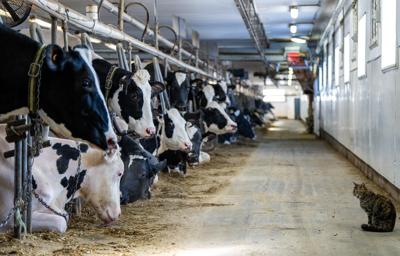 Canada's dairy industry says tariffs less scary than threats to supply management