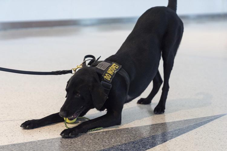 Argo the dog, a TSA calendar star, protects air travelers by sniffing out explosives