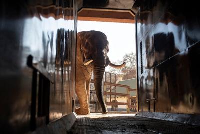 Animal welfare groups say 3 South African zoo elephants are depressed and sue to move them
