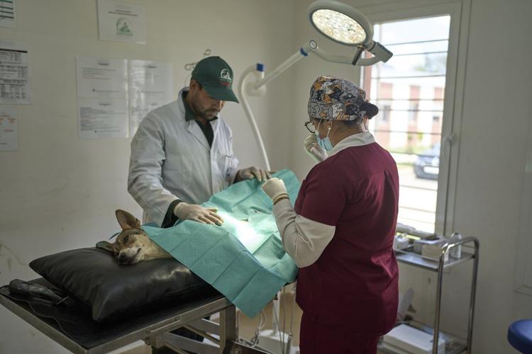 Morocco unveils policies it hopes bolster the care and management of stray dogs