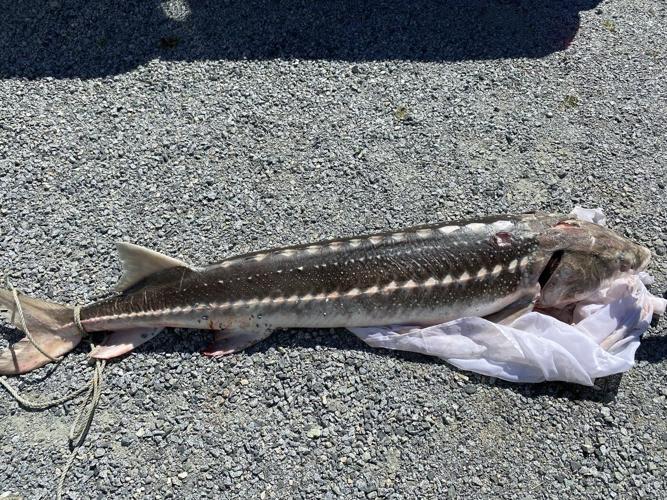 B.C. First Nation investigates sturgeon deaths, with plan to track drifting carcasses