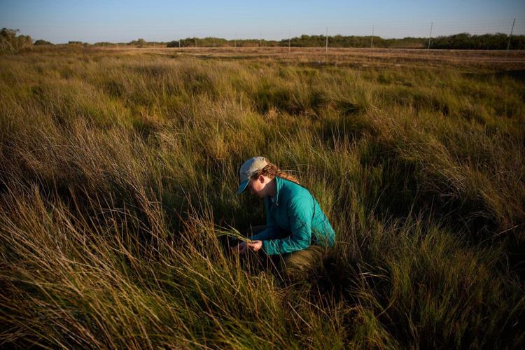 Along the Texas Coast, a new sanctuary aims to protect the endangered and rare whooping crane