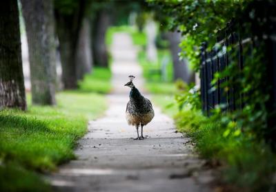 'A unique attraction': How the peacock became a Manitoba community's mascot