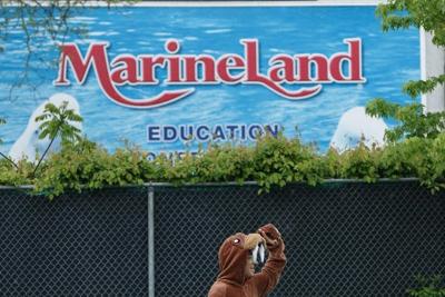 L'Ontario porte des accusations contre Marineland pour son traitement des ours noirs