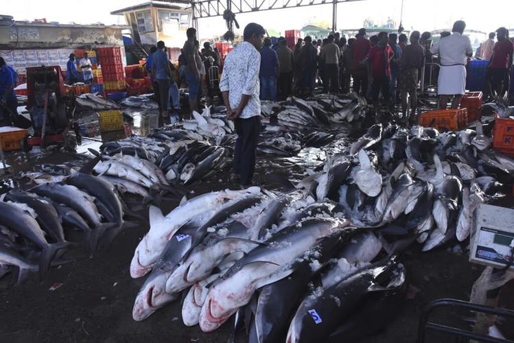 Climate change takes habitat from big fish, the ocean's key predators