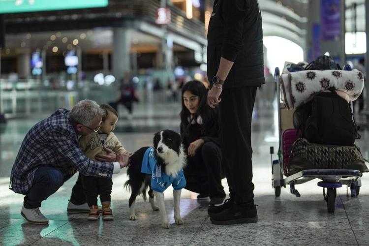 Istanbul airport provides anxious travelers with paw-sitive experience by hiring 5 therapy dogs
