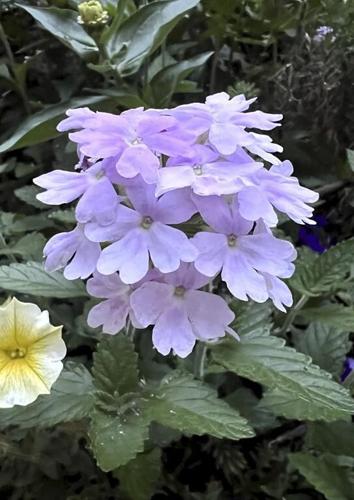 It's time to celebrate annuals, the type of loyal friend every gardener can use