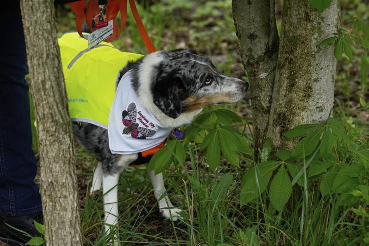 Four-legged investigators sniff out spotted lanternfly eggs to slow the spread of invasive pest