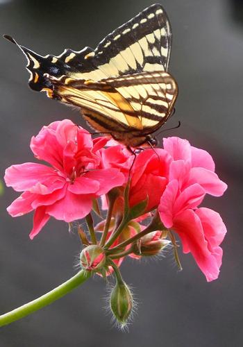 Give caterpillars a 'soft landing' under your trees. The ecosystem will thank you