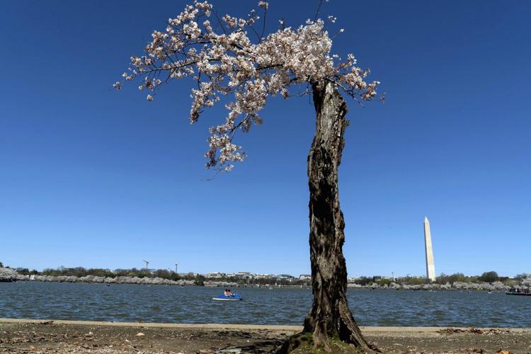 Peak bloom for the iconic cherry blossom trees of Washington, DC, is predicted for late March