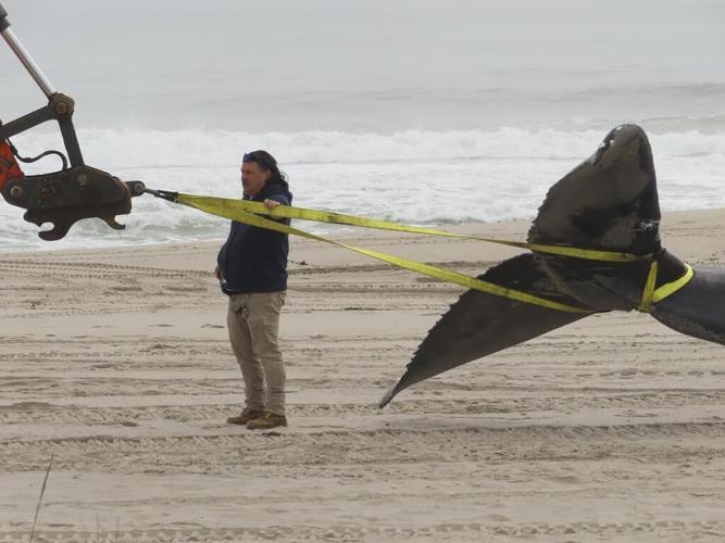 Whale safety research planned near East Coast wind farms