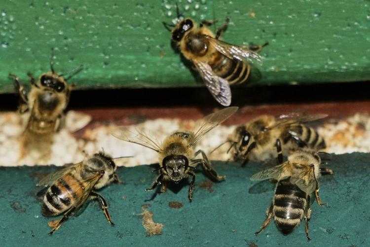 On 'World Bee Day,' the bees did not seem bothered. They should be