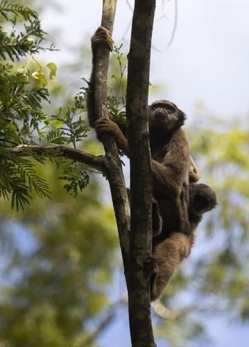 A scientist's 4-decade quest to save the biggest monkey in the Americas
