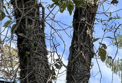 Invasive and ubiquitous, English ivy can hurt trees and plants. Removing it isn't easy