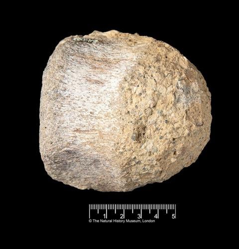 A rare dinosaur fossil from Antarctica is found tucked away in a drawer