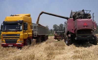 Zimbabwe's focus on wheat set to yield biggest-ever harvest