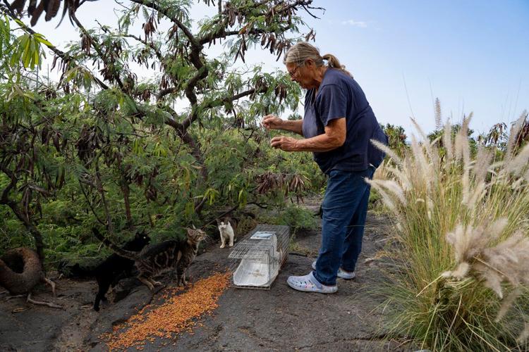 Hawaii's Big Island bans feeding feral cats in an effort to help endangered native species