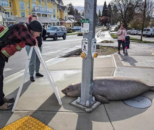 Elephant seal Emerson is back in Victoria, defying relocation by swimming 200 km