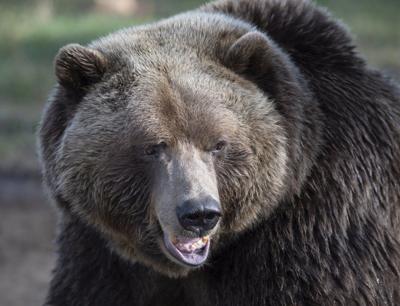 Problem grizzly shot and wounded, B.C. conservation officer service says