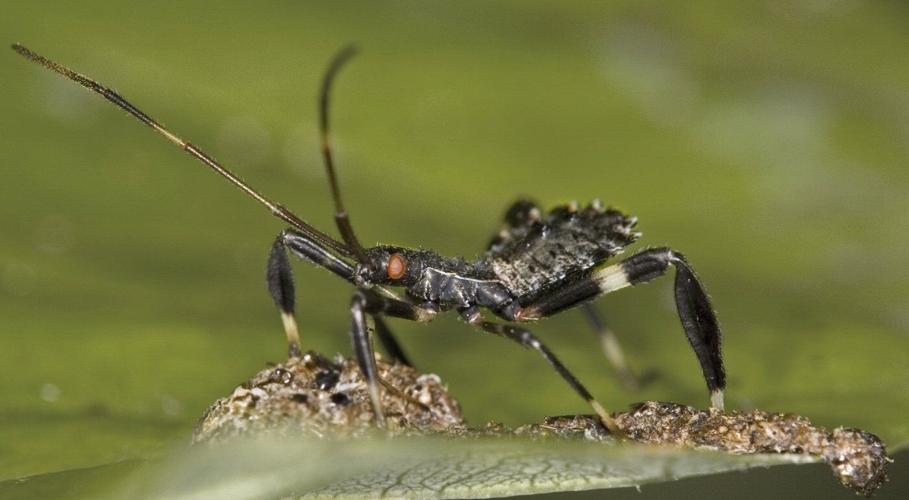 Views on garden insects are changing. Why many former 'pests' are now valued