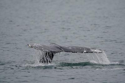 Shock as Jet Ski slams into grey whale off Vancouver beach