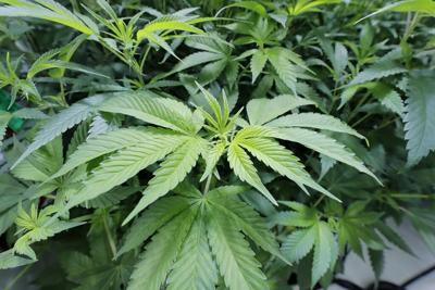 Louisiana GOP lawmakers kill bill to decriminalize marijuana