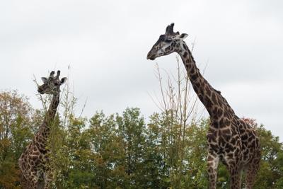 How Canada's zoos protect the animals when wildfire smoke blows in