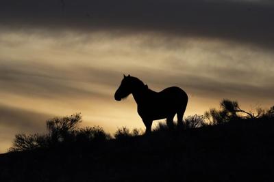 11 mustangs die in US roundup in Nevada caught on video, showing horses with broken necks