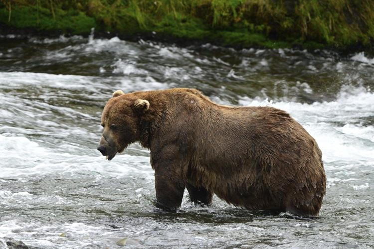 What to know about Fat Bear Week, a competition to be the chonkiest brown bear