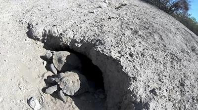 'Mojave Max' tortoise emerges in Vegas; latest since 2000