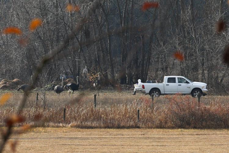 CFIA official tells of threats and harassment that dogged ostrich cull operation
