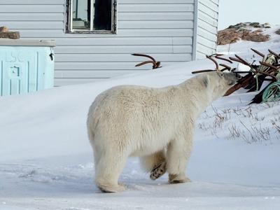 Massive wandering polar bear visits Labrador and Quebec during spring feeding tour