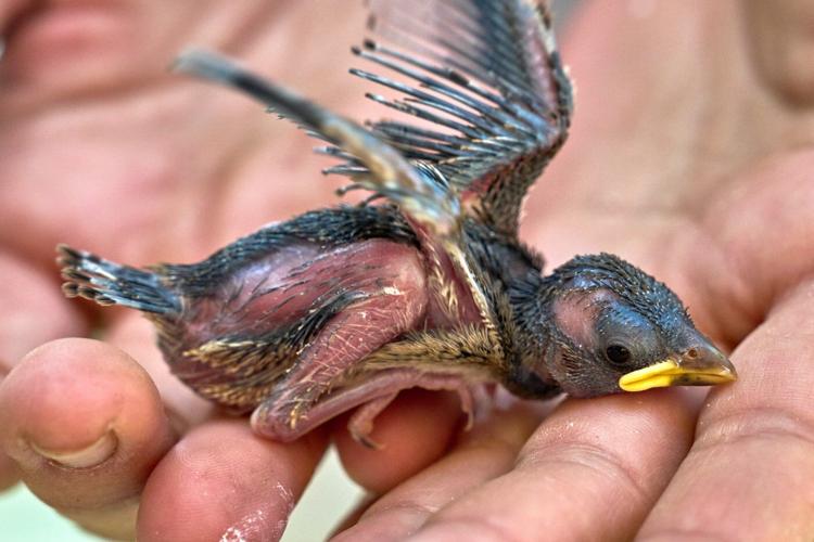 People aren’t the only ones hit by heat. What to do if you see wildlife affected by hot temperatures