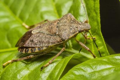 Invasion of the stink bugs: Pest thrives in British Columbia's warm October