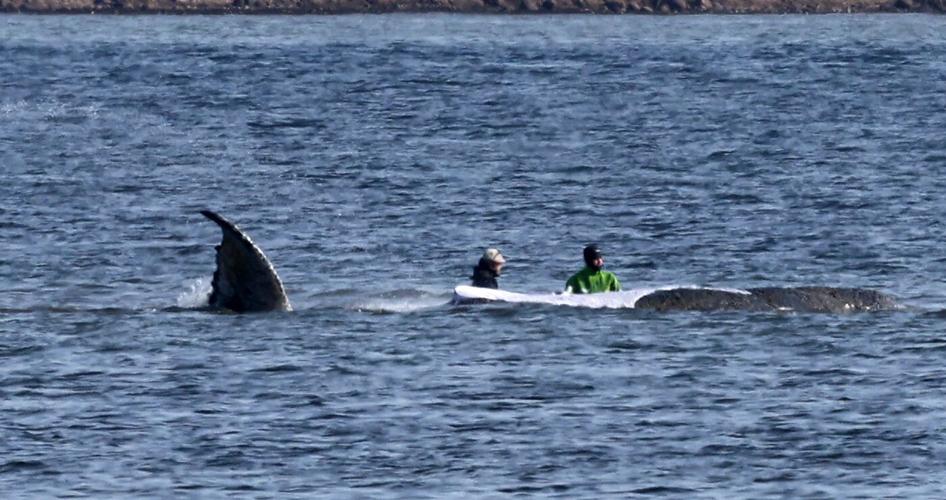 Here's what to know about Timmy, the humpback whale that's sick and stranded in the Baltic Sea