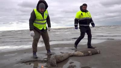 2.500 dead seals found on Russia's Caspian coast
