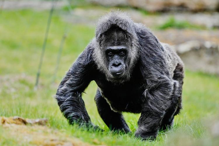 Happy 69th birthday to Fatou, the world's oldest gorilla living in captivity