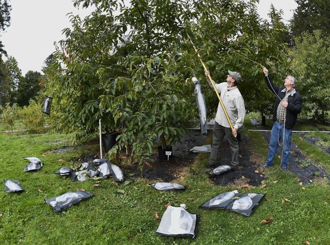 'Tis the season for roasting chestnuts. But in the US, native ones are almost gone