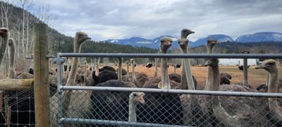 Three MLAs are supporting a B.C. farming family whose 400 ostriches are to be culled