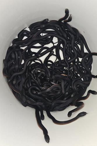 The number of snakes removed from this Australian yard will make you shudder