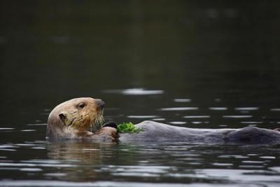 Hungry sea otters are helping save California's marshlands from erosion