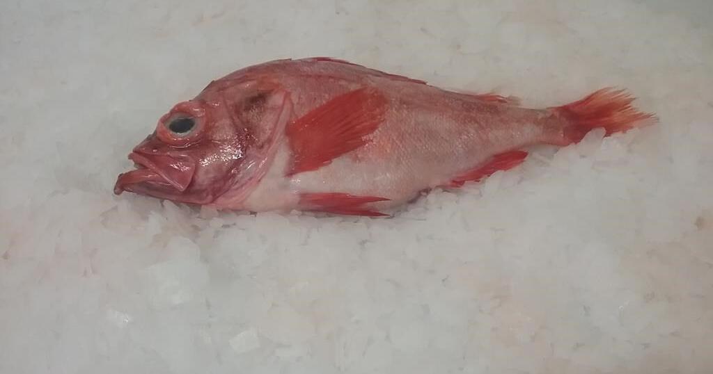 Marine conservation group urges caution in reopening of Atlantic ...