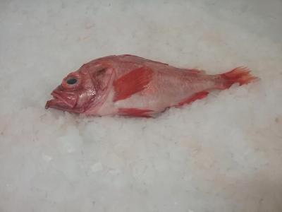 Marine conservation group urges caution in reopening of Atlantic redfish fishery