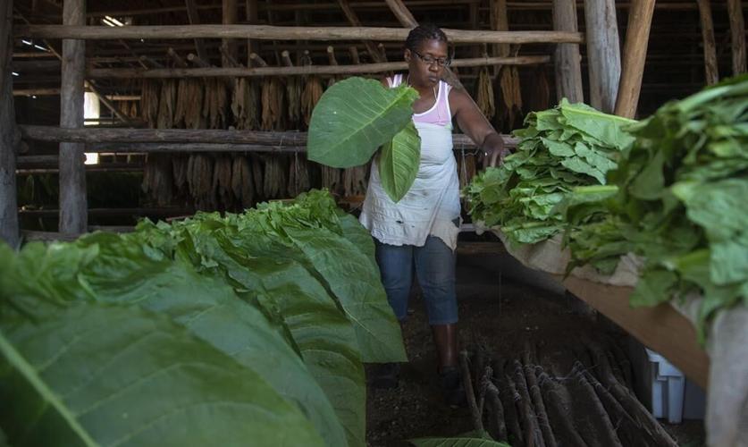 Cuba tobacco farmers recuperate after ruinous Hurricane Ian