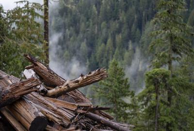 Audit finds B.C.'s forest management hurt by flawed data without clear methodology