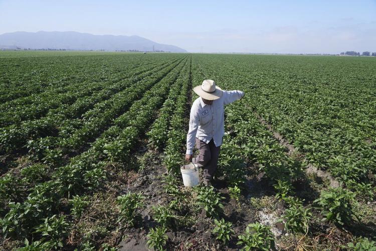 California farmworker who fell from greenhouse roof during chaotic ICE raid dies