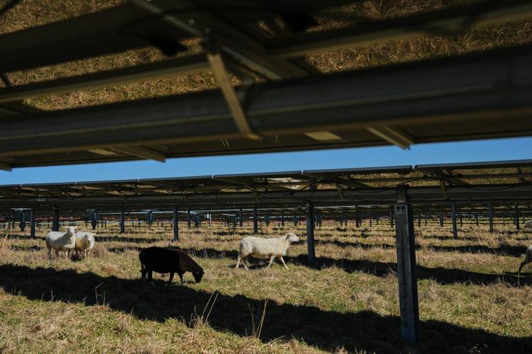 Some American farmers bet on solar. Then Trump changed the rules