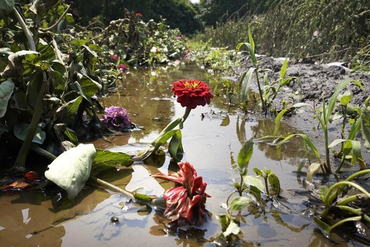 Northeast floods devastate 'heartbroken' farmers as months of labor and crops are swept away