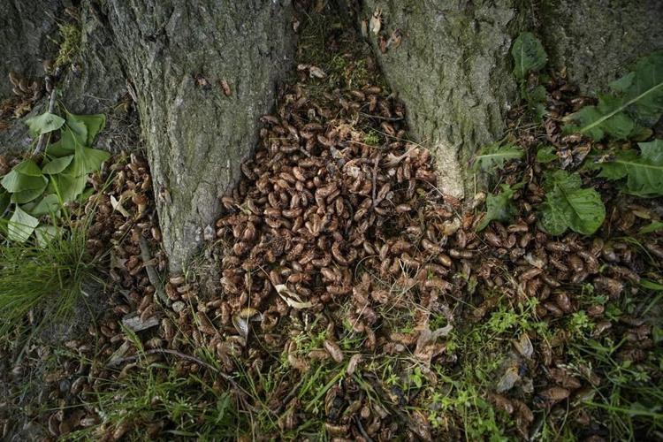 Illinois is hit with cicada chaos. This is what it's like to see, hear and feel billions of bugs